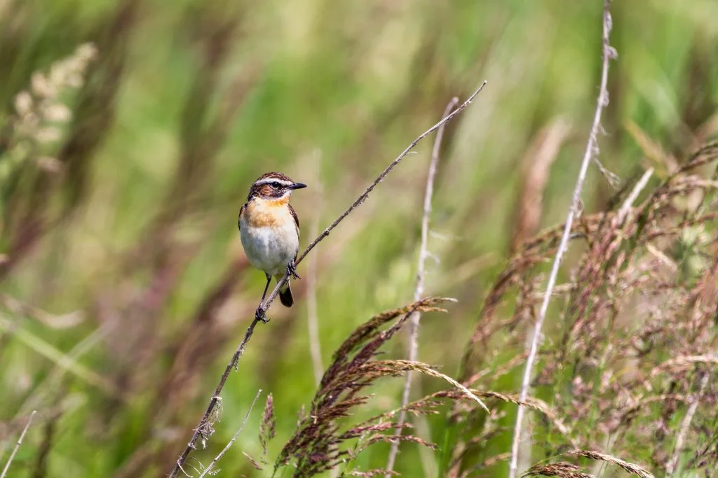 Braunkehlchen, SAXICOLA RUBETRA