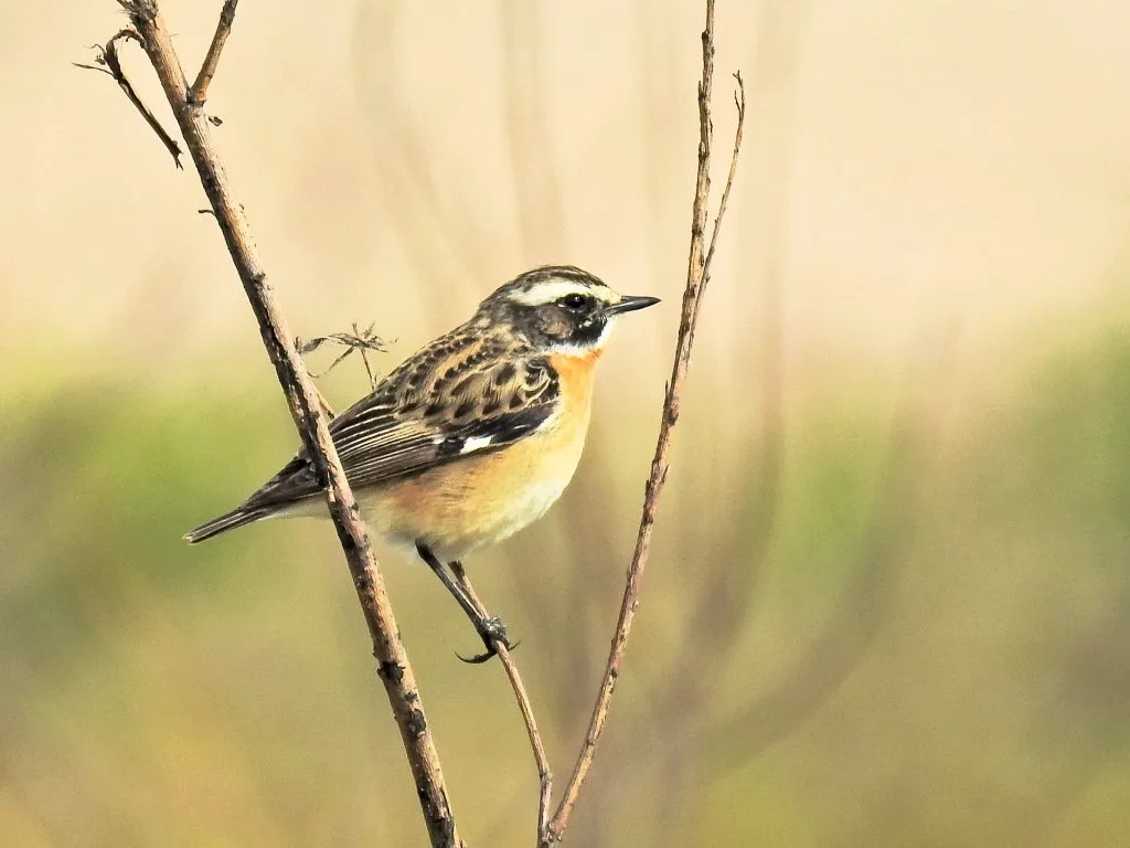 Braunkehlchen, SAXICOLA RUBETRA