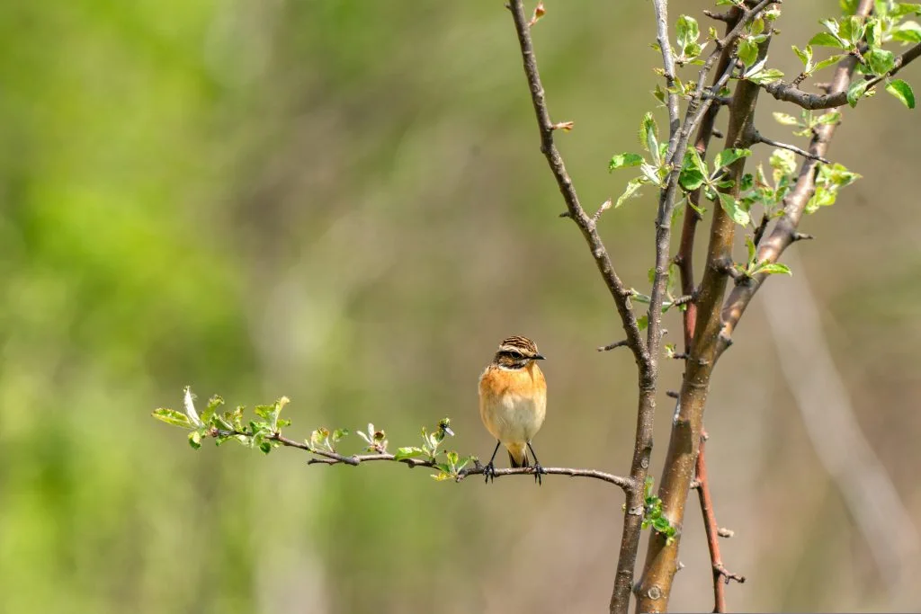 Braunkehlchen, SAXICOLA RUBETRA