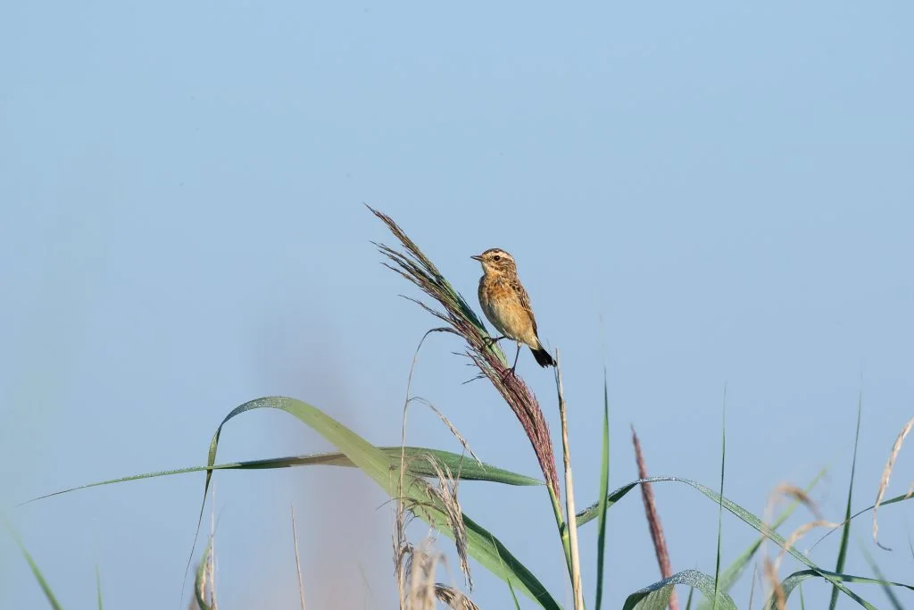 Braunkehlchen, SAXICOLA RUBETRA